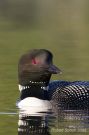 Common Loon Vertical