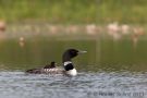 Loon with Baby on Back