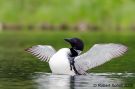 Common Loon Spreading Wings