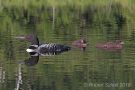 Adult Loon with Babies