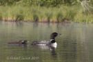 Loon with 2 week old chicks