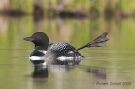 Common Loon Foot Waggle