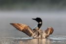 Misty Morning Loon with Spread Wings
