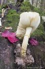 Mushroom, Leucoagaricus leucothites