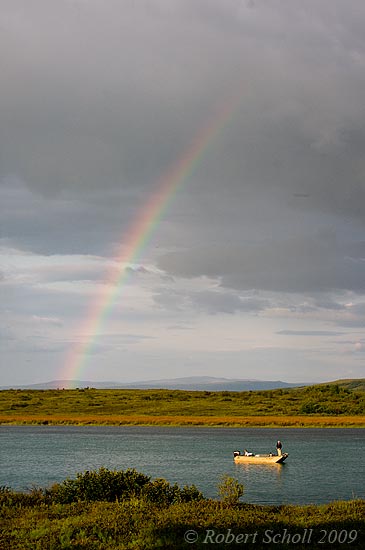 Naknek River Rainbow