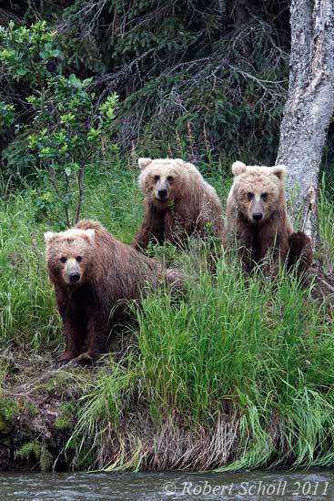 3 Bear Cubs at Rivers Edge