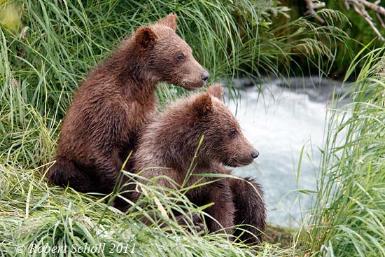 Bear Cubs Watching Mother Bear Fish