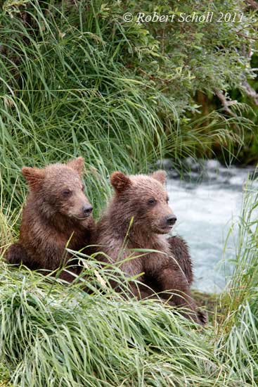 Pair of Grizzly Bear Cubs