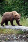 Bear Cub Crossing Log