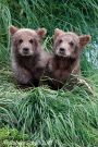Cute Brown Bear Cubs