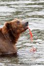 Brown Bear Eating Salmon Roe