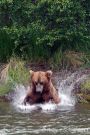 Brown Bear Pouncing for Salmon