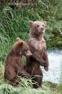 Standing Grizzly Bear Cubs