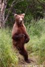 Standing Brown Bear