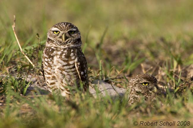 Nesting Burrowing Owls