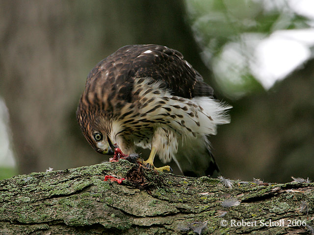 Coopers Hawk  Eating