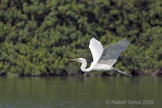 Great Egret Nest Building