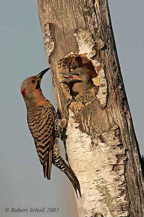 Northern Flicker with Young