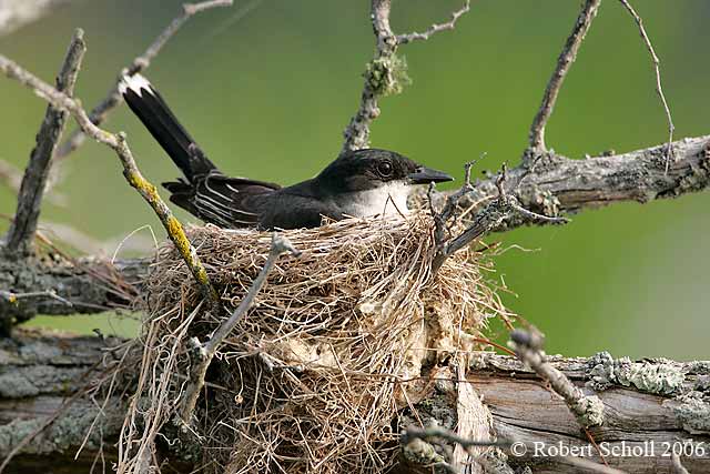 Nesting Eastern Kingbird