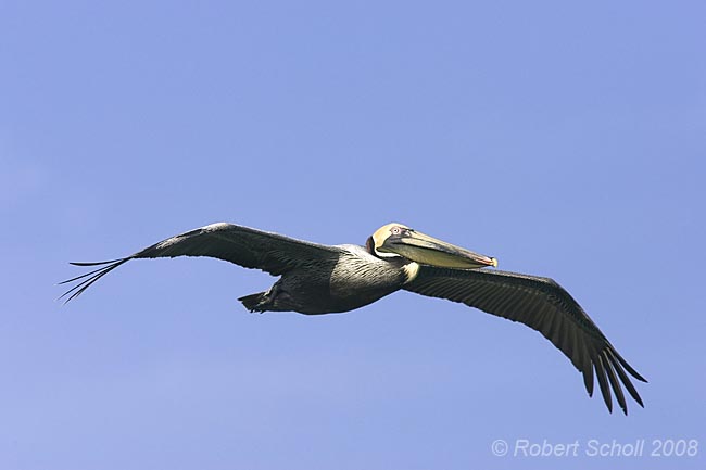 Brown Pelican Flying