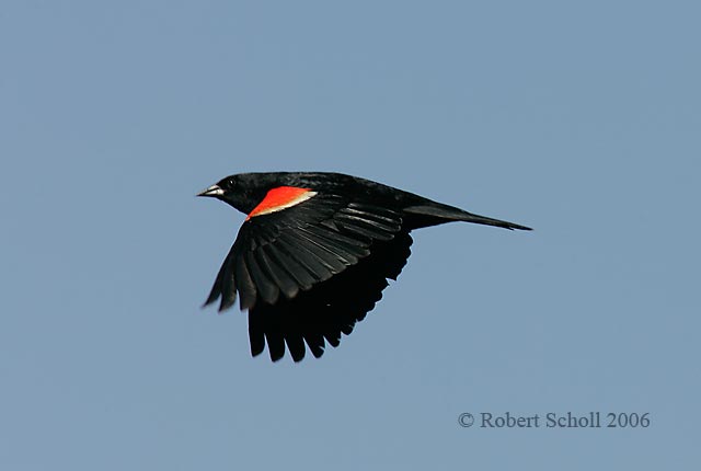 Red-winged Blackbird Flying
