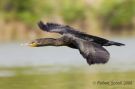 Flying Cormorant