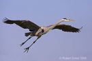 Great Blue Heron Landing