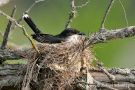 Nesting Eastern Kingbird