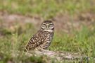 Burrowing Owl at Nest
