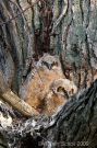 Great Horned Owlets 2