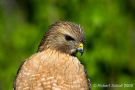 Red Shouldered Hawk Portrait