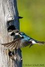 Tree Swallow Feeding Nestling 2