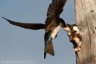 Tree Swallow Feeding Young in Nest Cavity