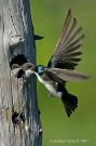 Tree Swallow Feeding Young