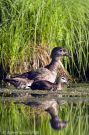 Wood Duck Hen and Chick