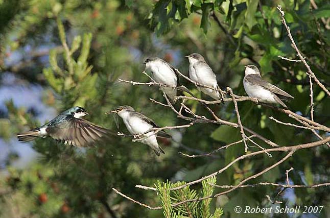 Feeding Tree Swallows