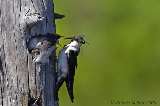 Tree Swallow Feeding Babies