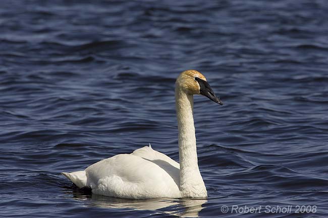 Trumpeter Swan Seney Wildlife Refuge