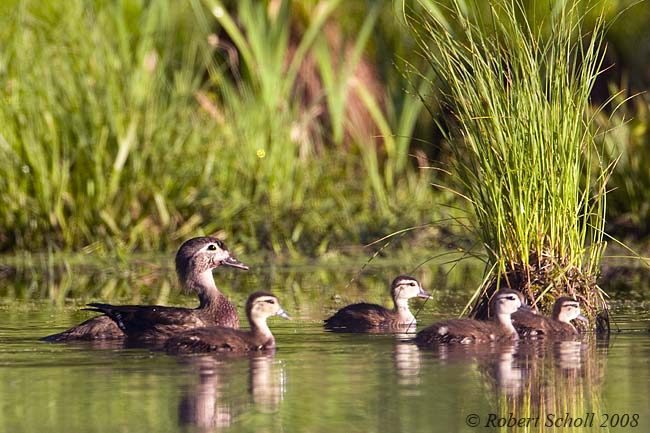 Wood Duck Hen and Chicks