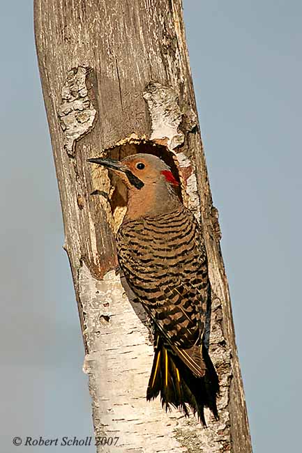 Yellow Shafted Northern Flicker