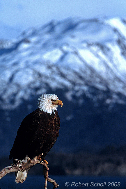 Bald Eagle Mountain Background