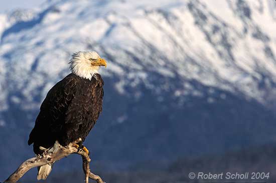 Scenic Bald Eagle and Mountain Background