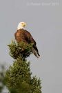 Treetop Bald Eagle