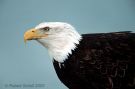 Bald Eagle Portrait 2