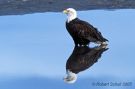 Bald Eagle Reflection