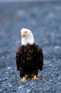 American Bald Eagle Portrait 2