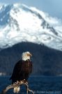 Scenic Bald Eagle and Mountain