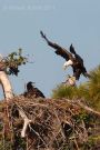 Bald Eagle Landing at Nest with Duck
