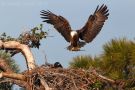 Bald Eagle Landing at Nest with Fish