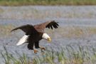 Bald Eagle Landing 3